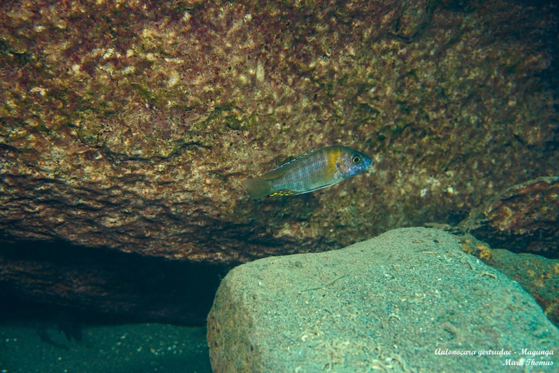 Aulonocara gertrudae 'Magunga'